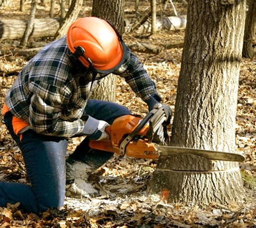 Tree Removal in Wickett, TX
